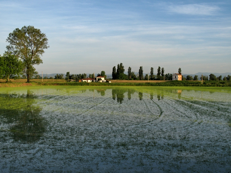 Risaia nel Parco Lombardo della valle del Ticino