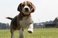 Green Hill, confermate le condanne in Appello. I beagle sono salvi