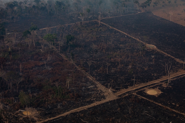 Foresta dell'Amazzonia dopo gli incendi, 25 agosto2019