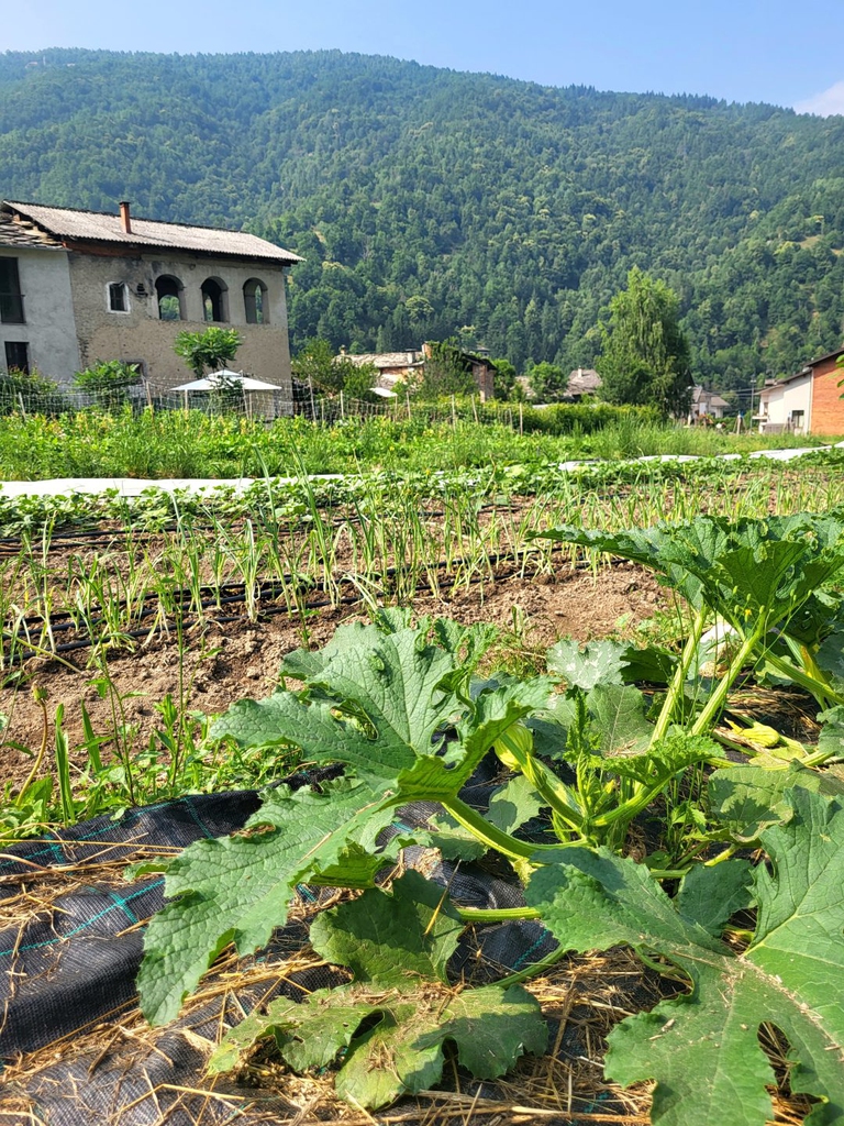 Uno degli orti diffusi della CSA Cresco, a Melle