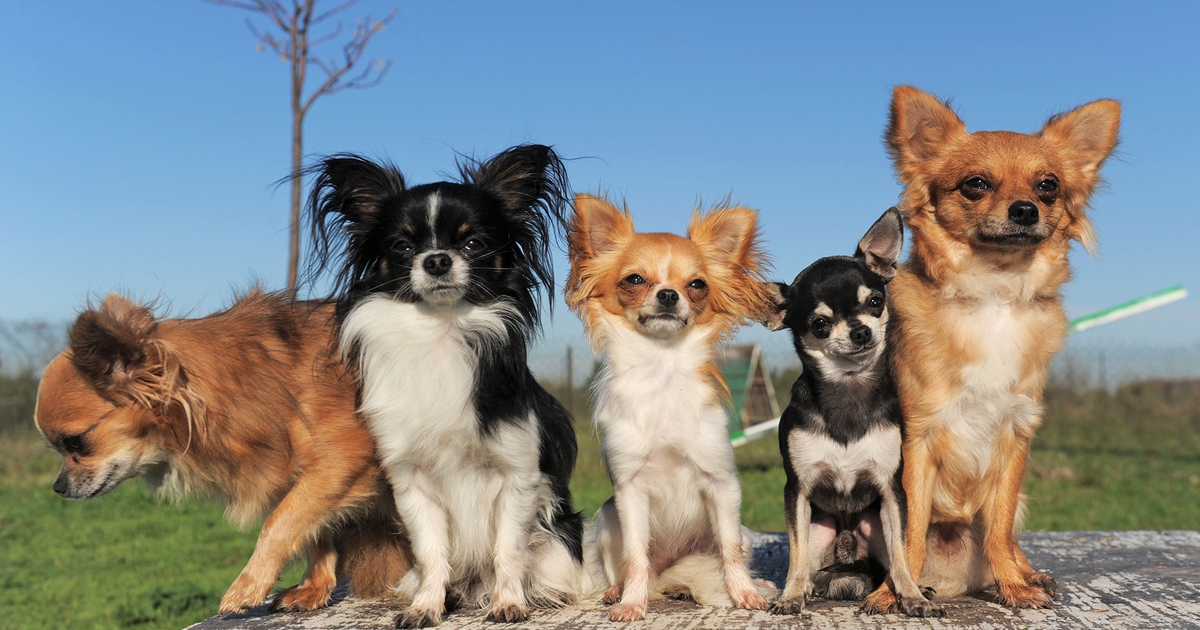 Chihuahua, un piccolo cane dal grande coraggio LifeGate