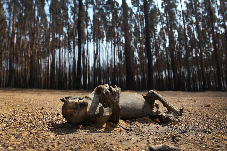 Koala vittima degli incendi in Australia