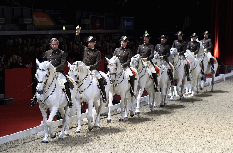 lipizzani vienna