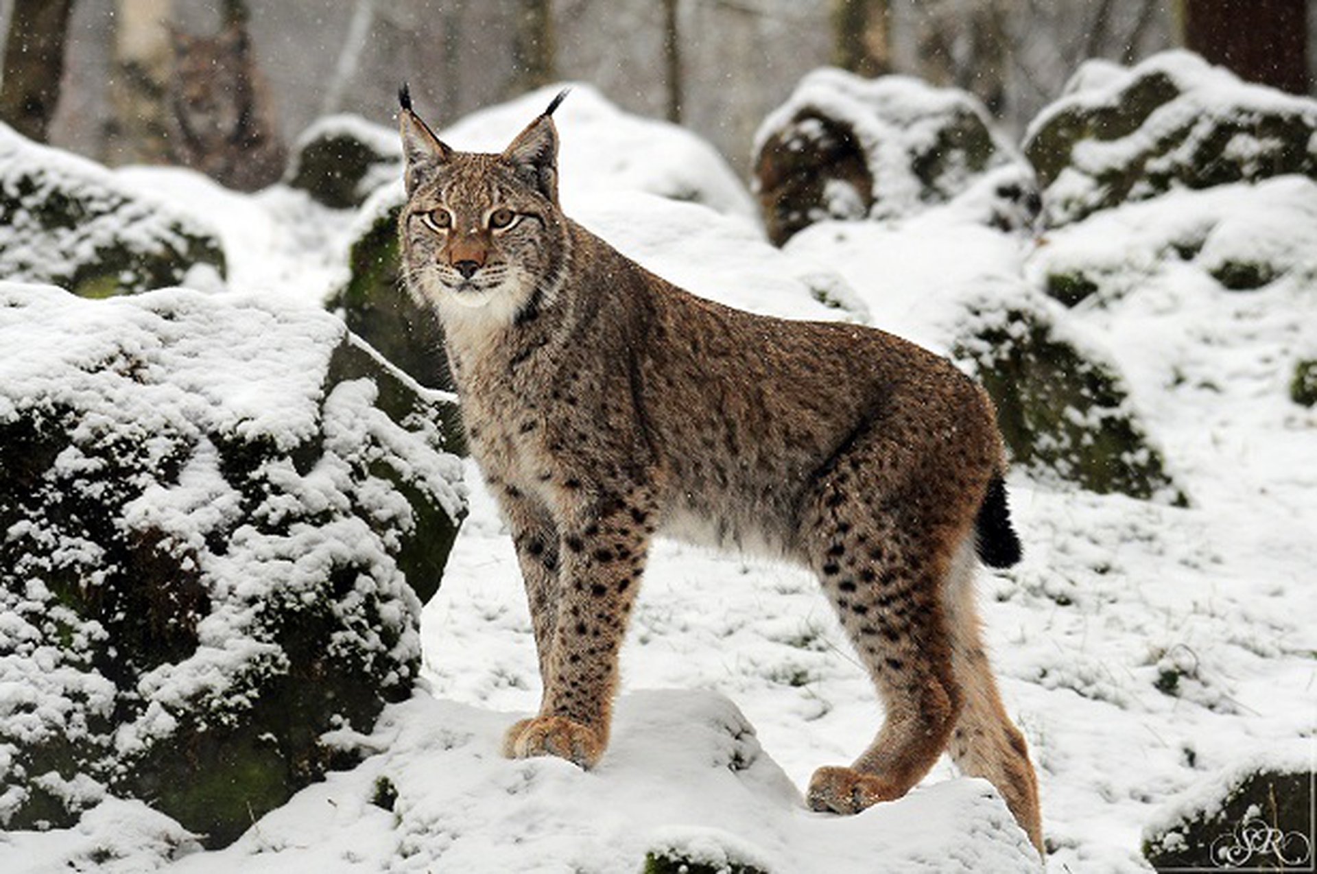 lince -