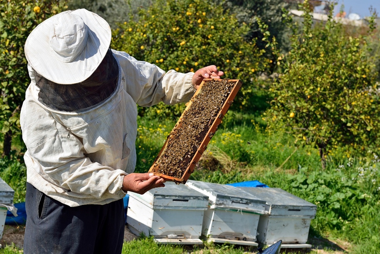 Adotta un arnia per la giornata mondiale delle api - Bio Magazine