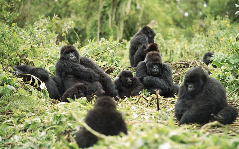 Gruppo di gorilla occidentali di pianura