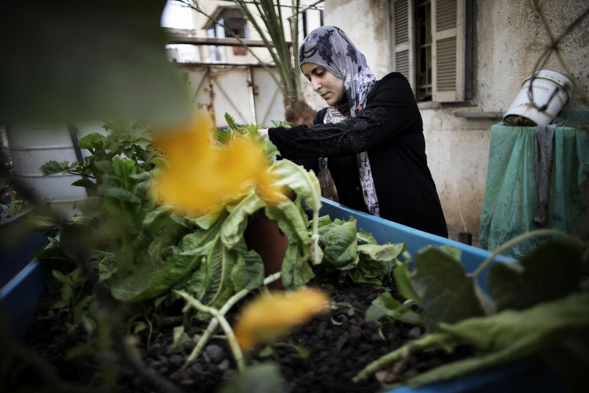 Giornata mondiale dell'alimentazione 2018, Fao