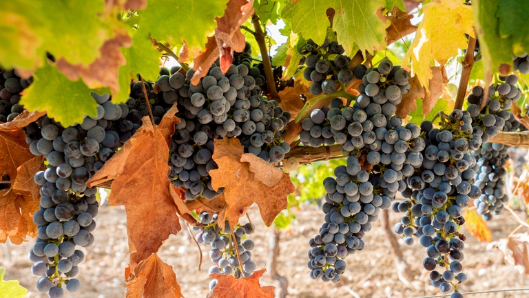 vino, firriato, vendemmia