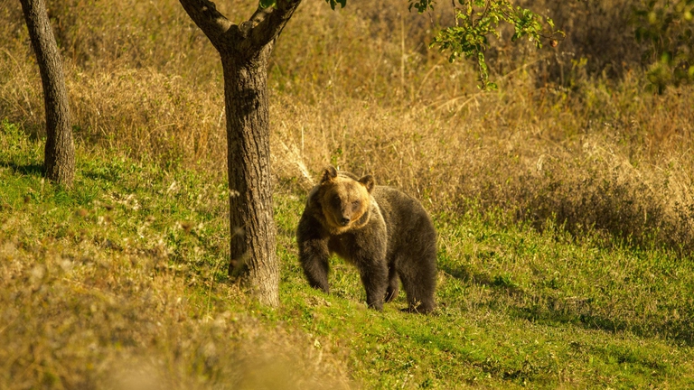 orso marsicano