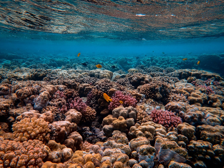 Diventare coralli dopo la morte, per salvare la biodiversità - la