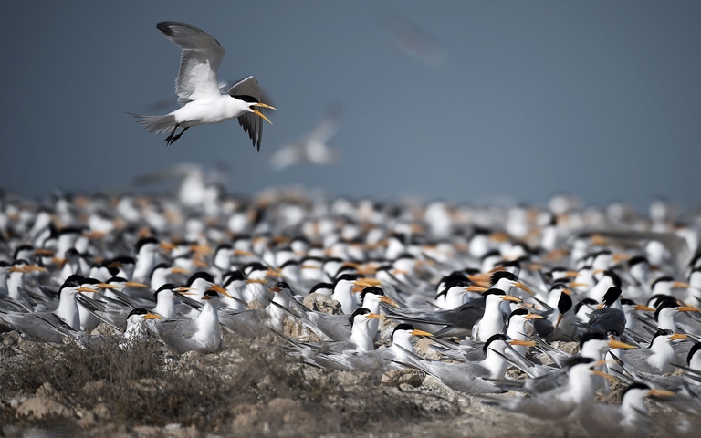 Sterne a riposo su una spiaggia