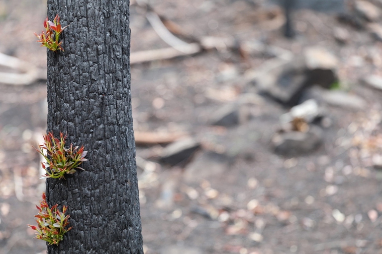 Germogli su un tronco bruciato