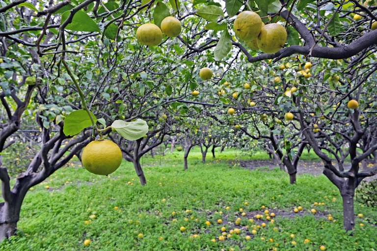 pianta di bergamotto