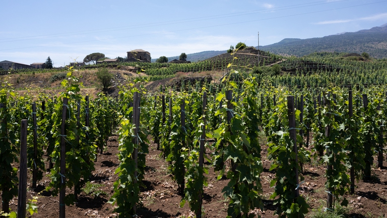 viticoltura, Etna, Firriato