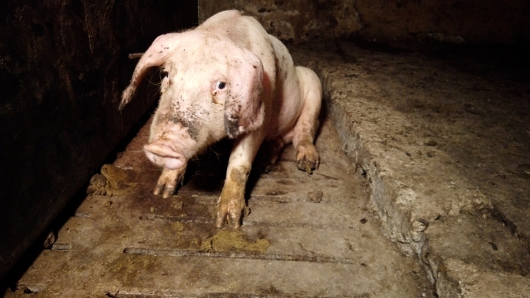 Pigs suffering in farms