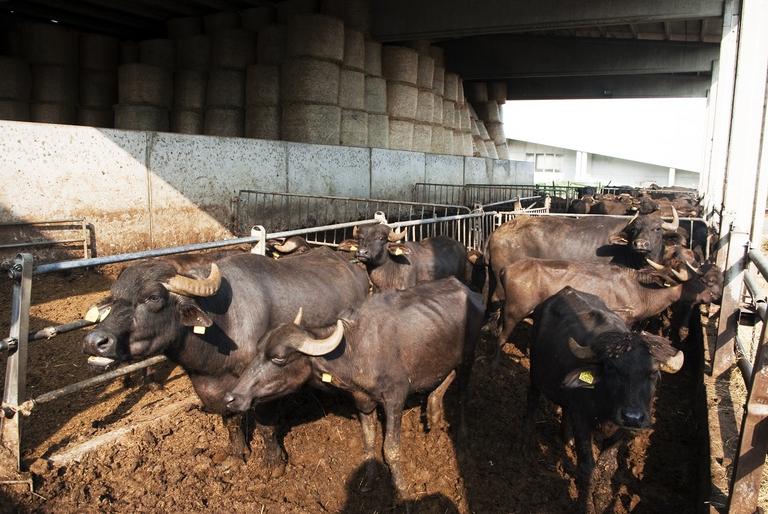 Bufale allevate per la produzione di mozzarella