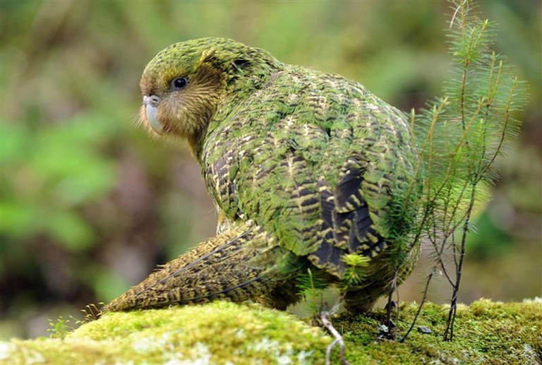 Kakapo (Strigops habroptila)