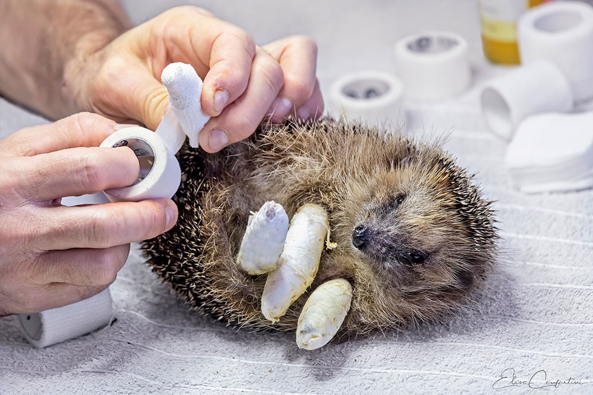 Cuore di riccio, il nuovo libro del veterinario Massimo Vacchetta che vi farà innamorare dei Cuore di riccio, il nuovo libro del veterinario Massimo Vacchetta che vi farà innamorare dei