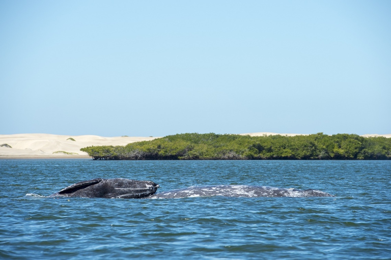 Balene in Messico