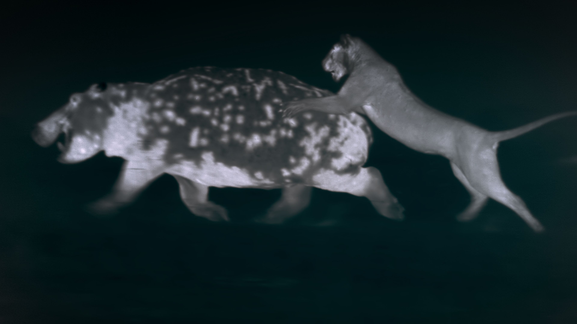 Un giovane leone caccia un ippopotamo