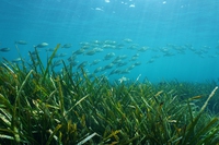 Rigenerare le praterie di Posidonia oceanica nel mar Mediterraneo, con la Water Defenders Alliance