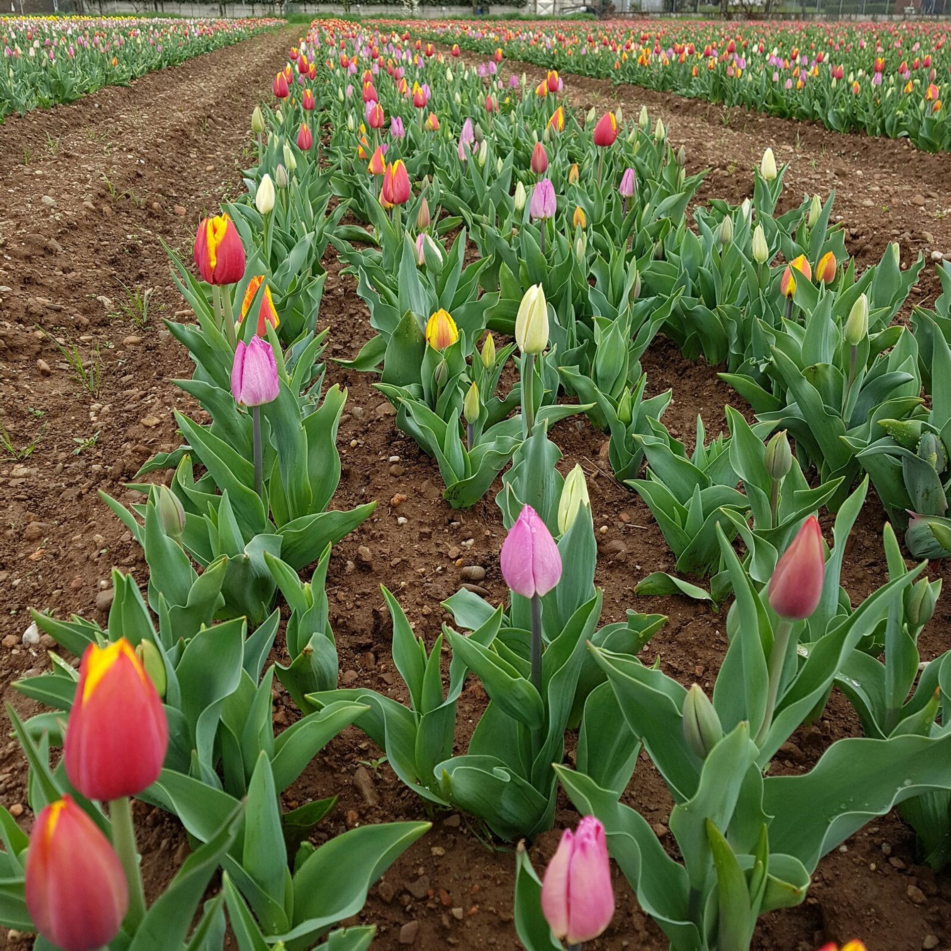Campo di tulipani a cornaredo