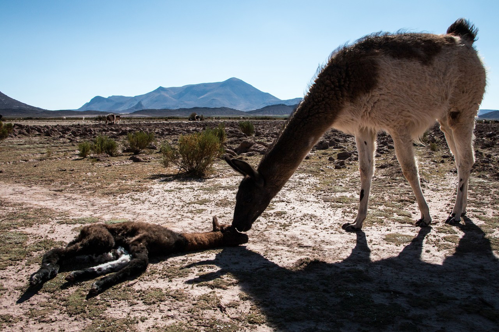 Cambiamenti climatici in Perù, domenica a Presadiretta su Raitre