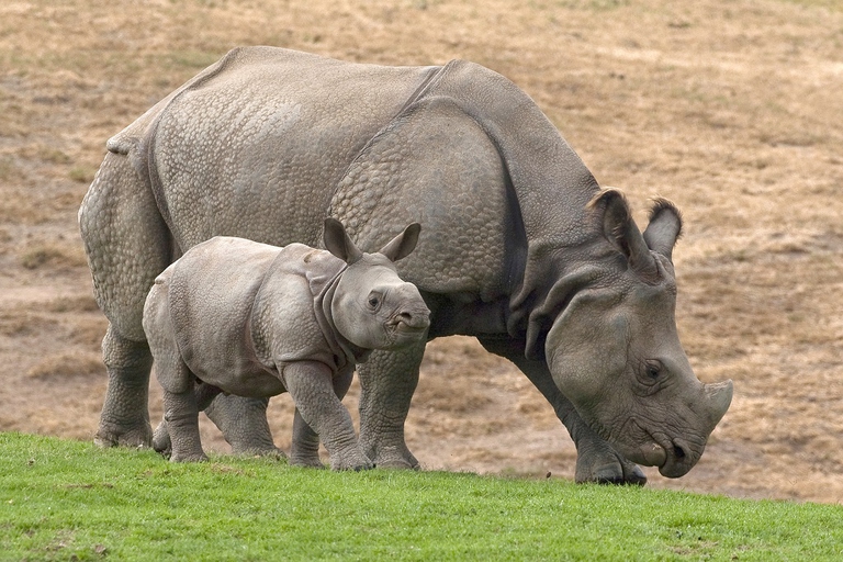 An Indian rhinoceros smiles: new calf born in India - LifeGate