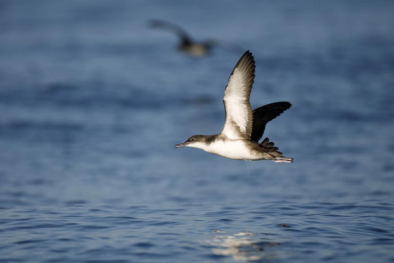 Esemplare di berta minore che sorvola il mare