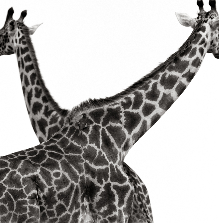 Two Giraffes Crossed, Africa (1993)