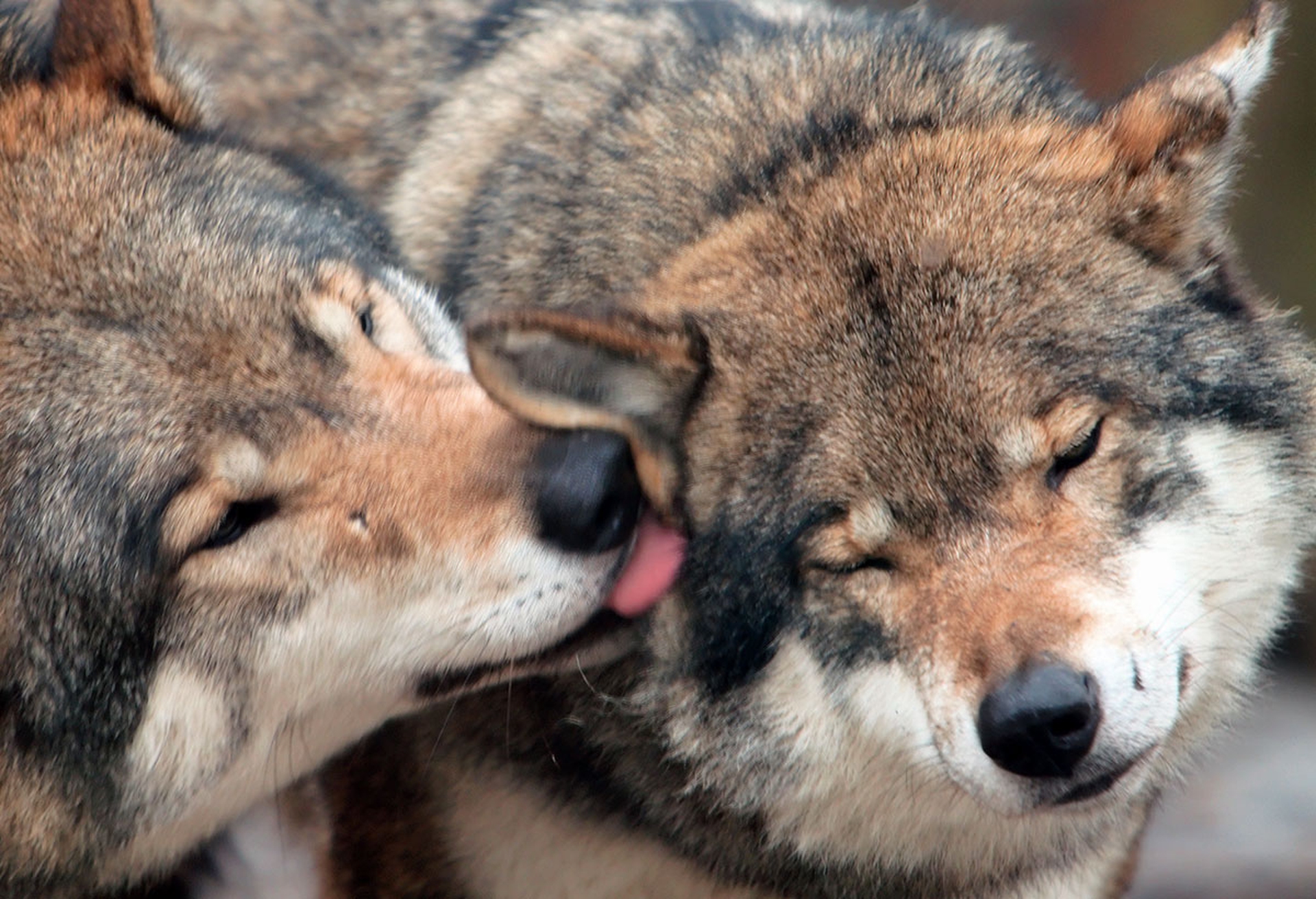 In Michigan (per ora) hanno vinto i lupi e gli elettori