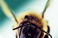 L’impiego terapeutico del veleno d’api