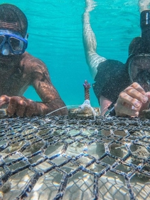 Australia, c’è ancora speranza per la Grande barriera corallina