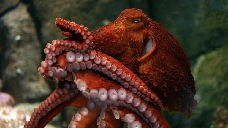 Polpo gigante del Pacifico