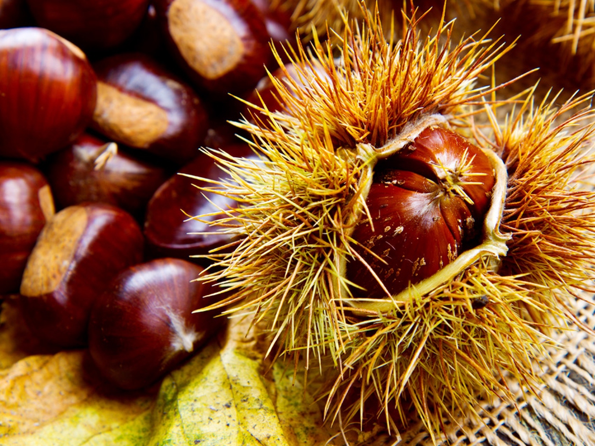 Castagne Proprieta Nutritive Benefici E Come Cucinarle Lifegate