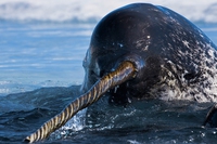Legends and truths about narwhals, the mysterious unicorns of the Arctic