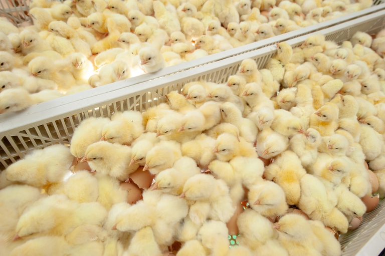 allevamenti di polli