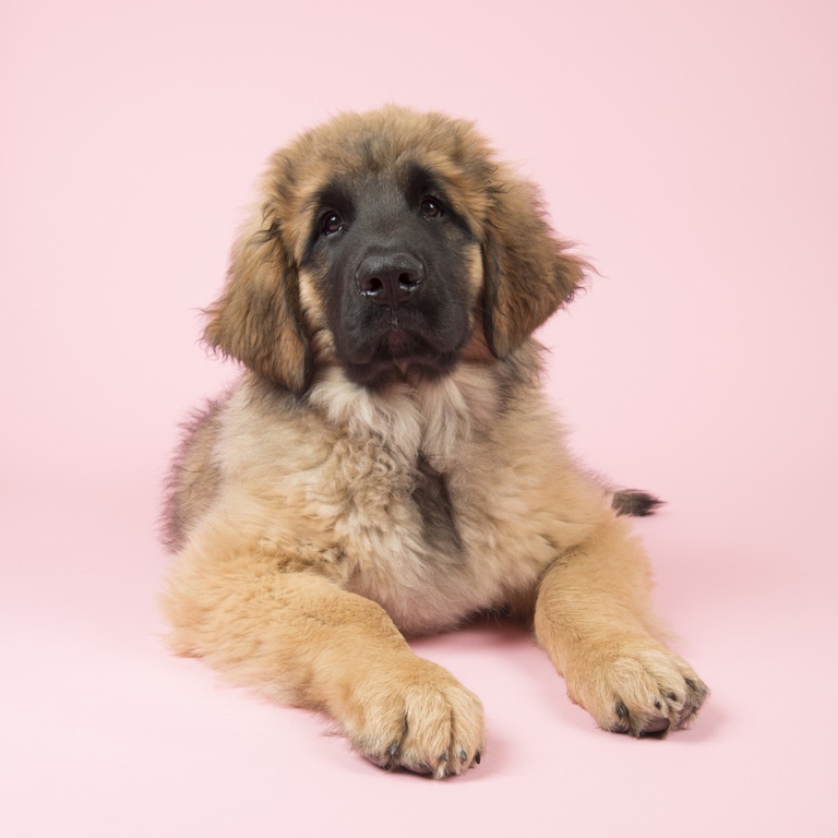 cucciolo di leonberger