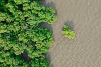Sundarbans mangrove forest protects Bangladesh from the worse of Cyclone Amphan