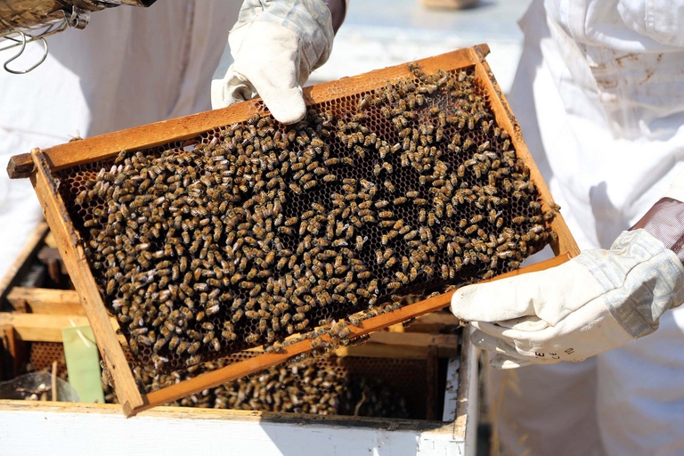 Apicoltore con le sue api