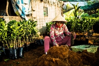 Nasce Salsa, la piattaforma per la sostenibilità del settore agricolo nel Sudest asiatico