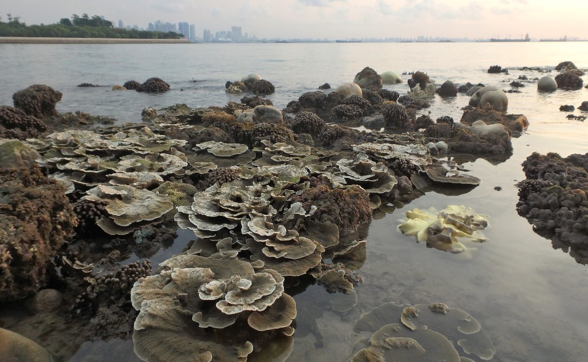 Mass bleaching at Kusu Island