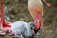 Anche il fenicottero rosa è un ottimo papà
