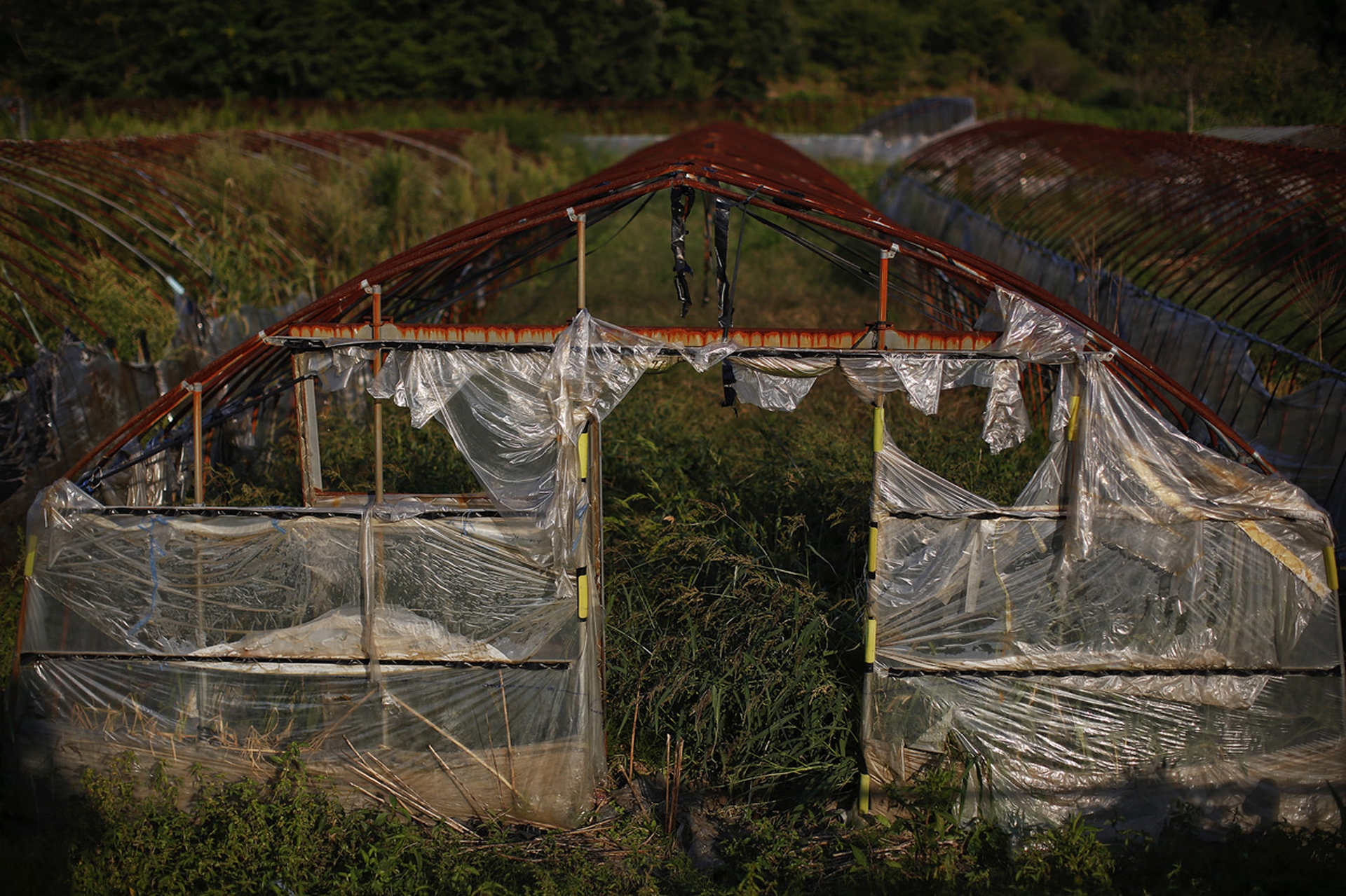 Fukushima tre anni dopo