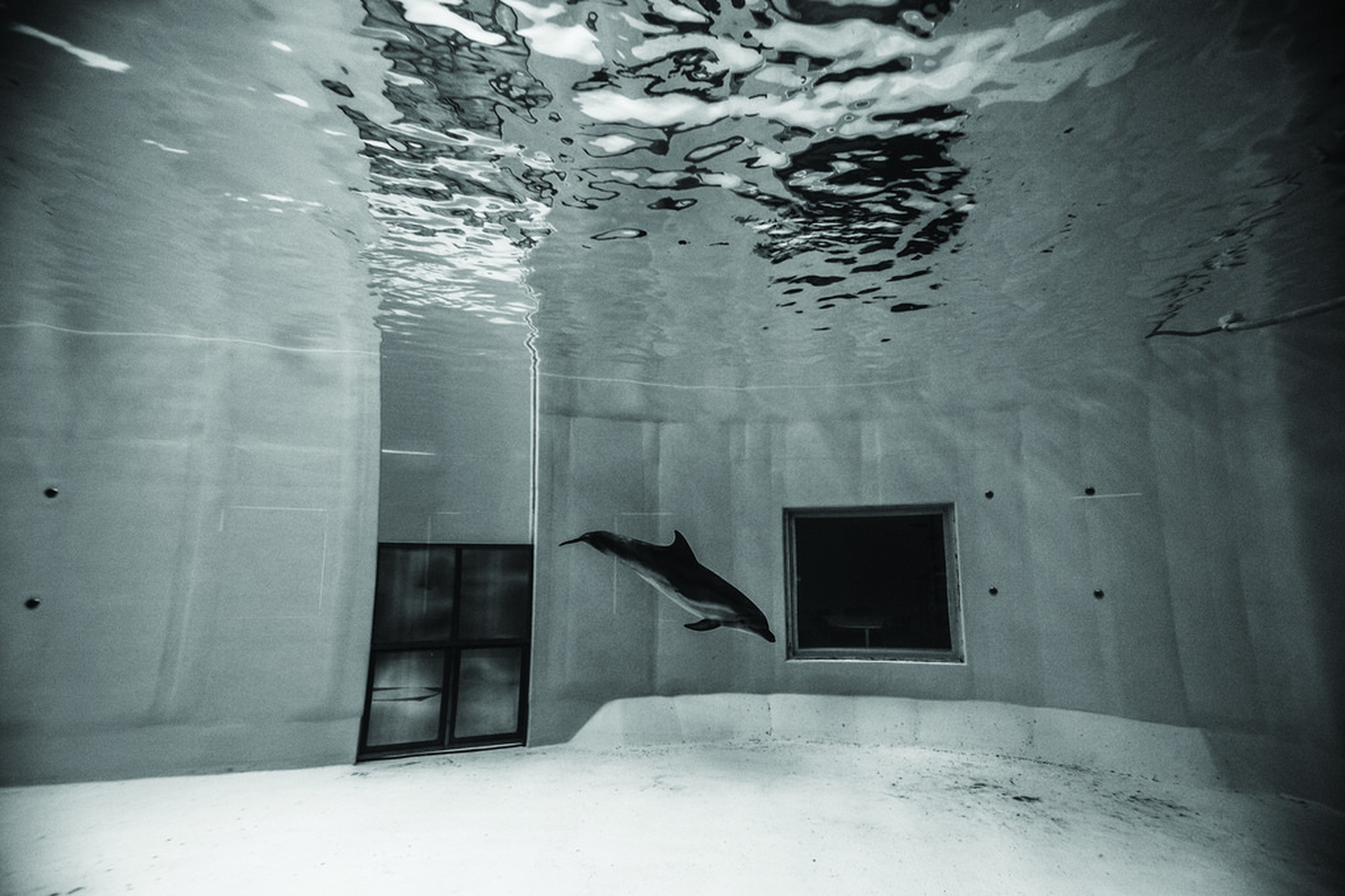 Animals in European Zoos