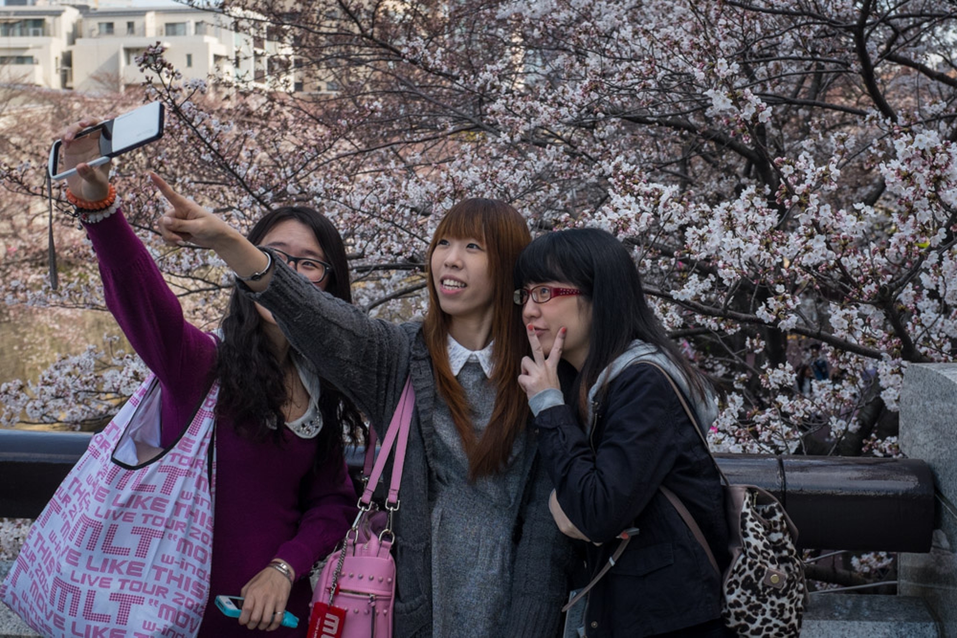 Hanami celebration of the blossoming of cherry trees