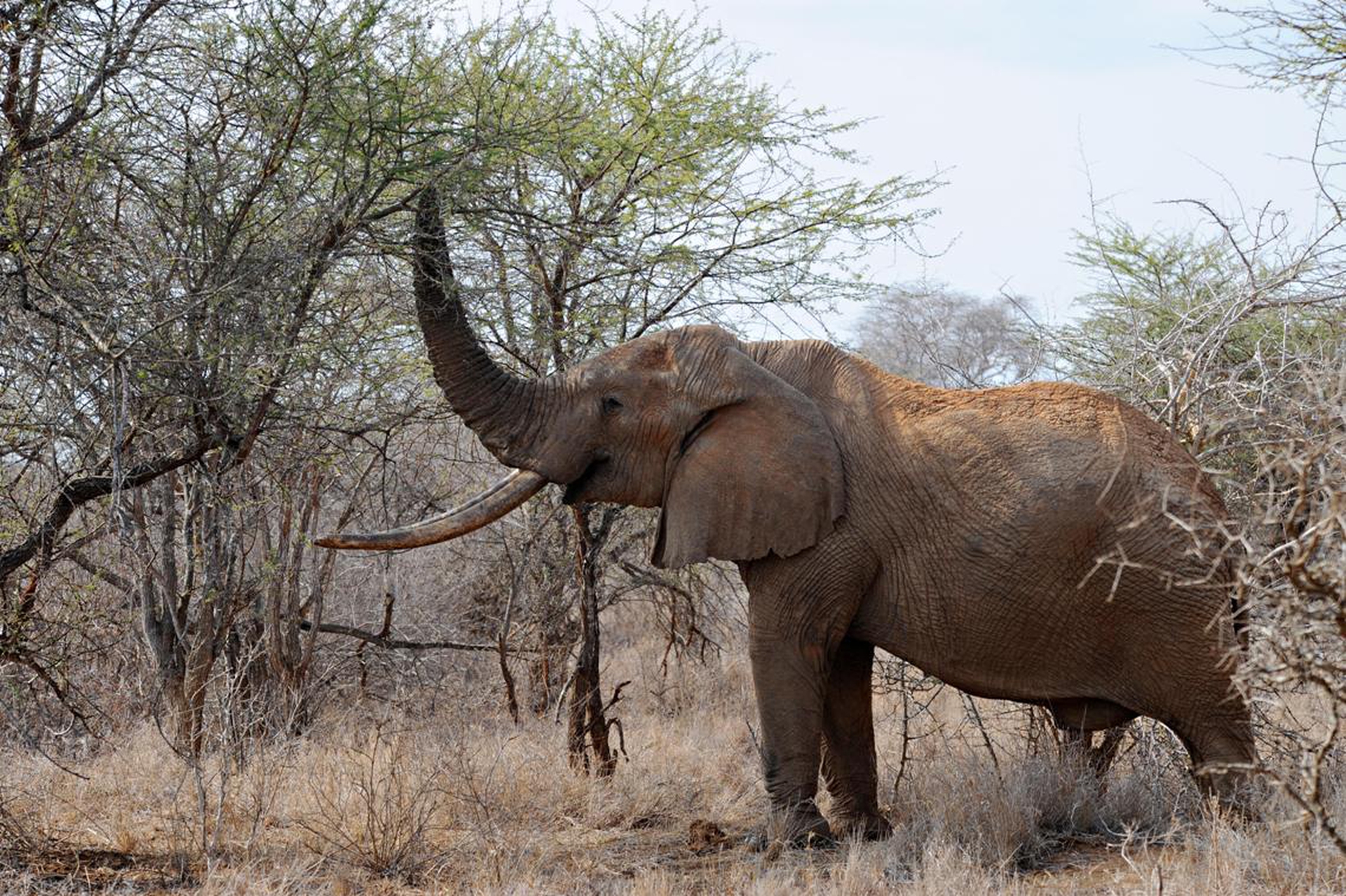 Attacks by poachers greatly endanger African elephants © ROBERTO SCHMIDT AFP Getty Images