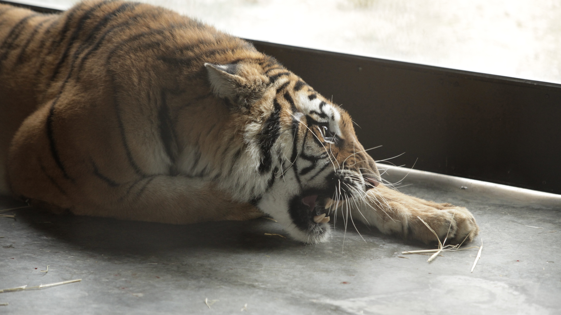 Tiger after arrival in PD
