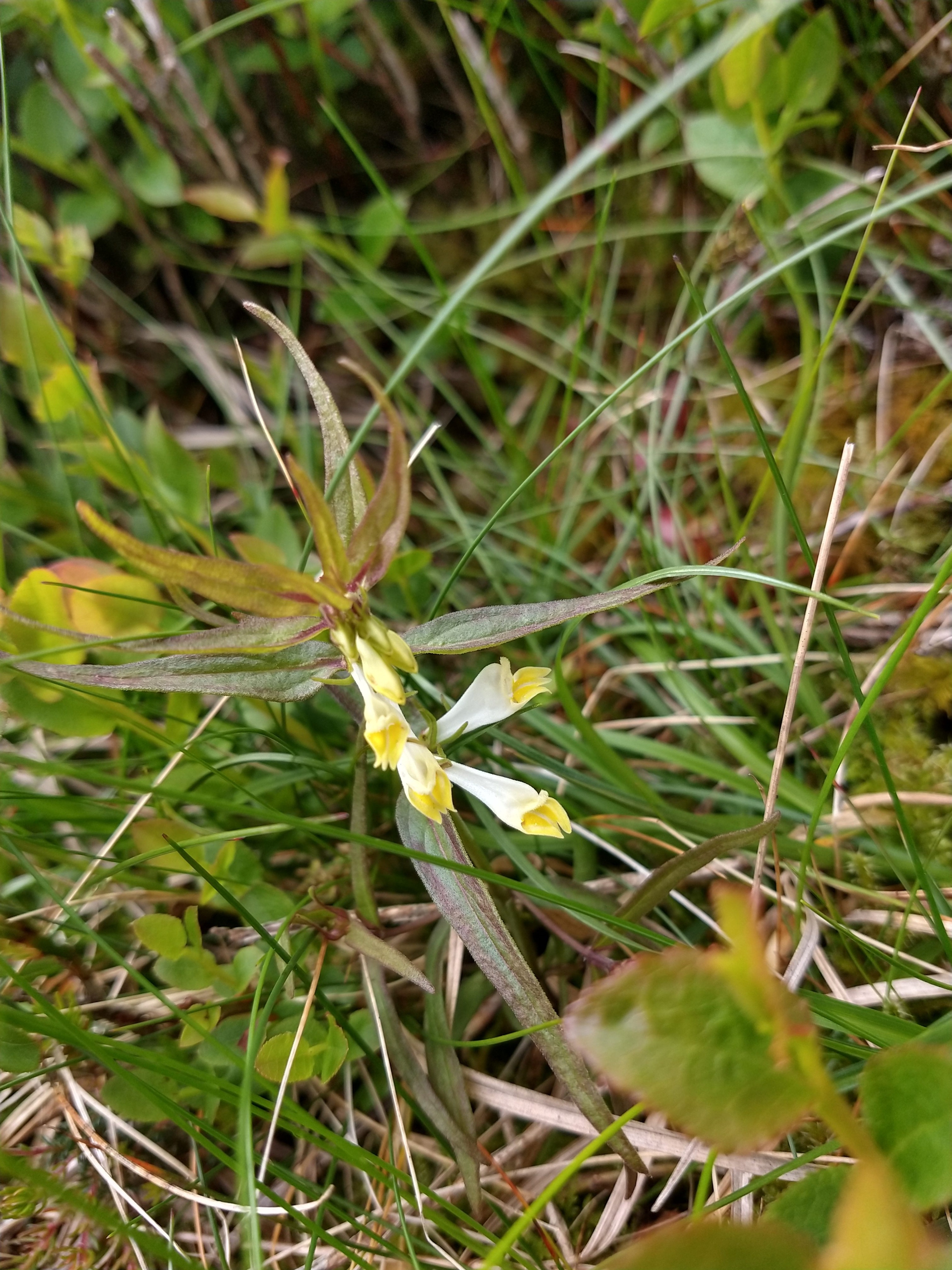 Wildlife Surveys in the Mournes