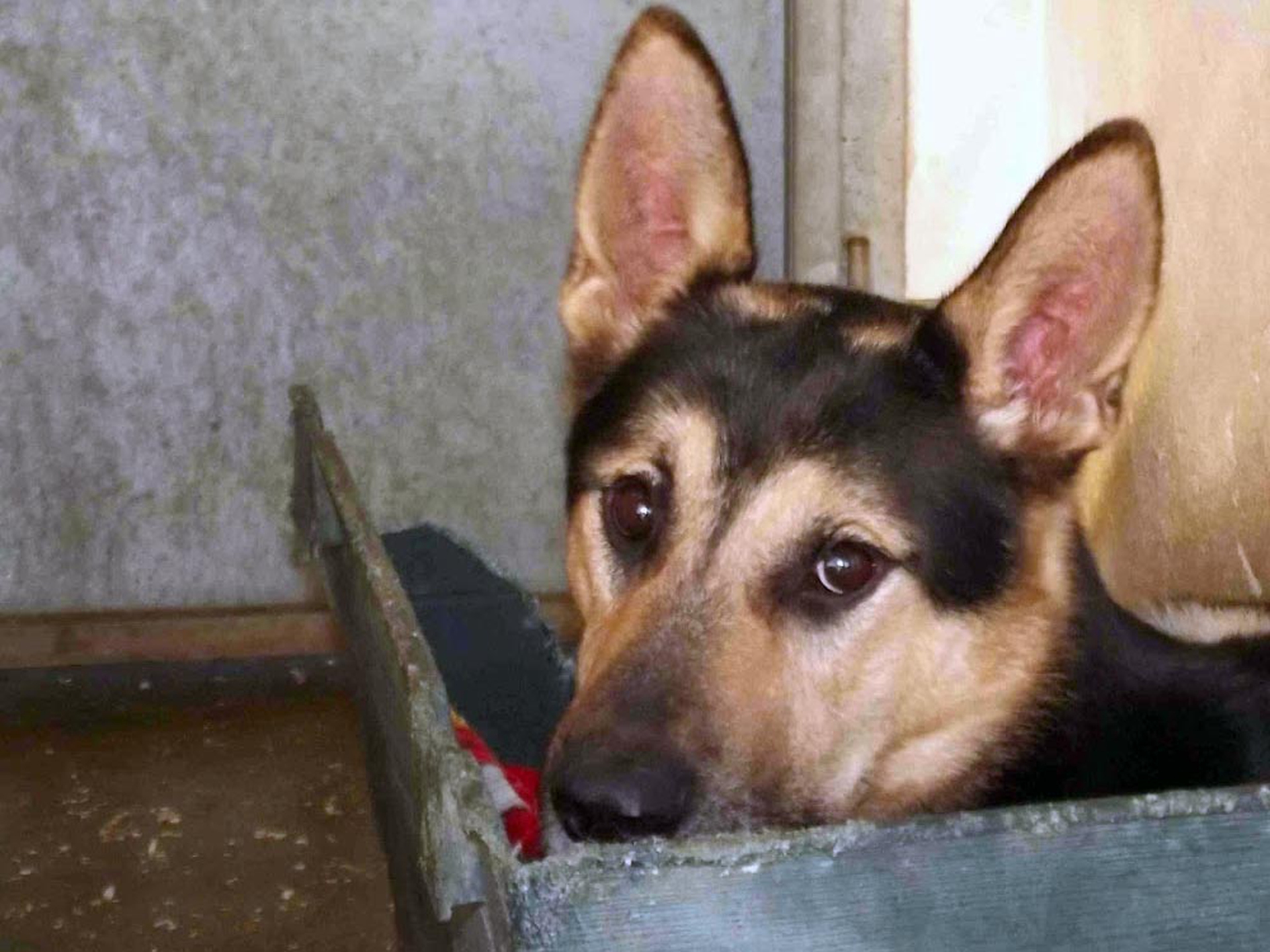 Mascottine per i randagini